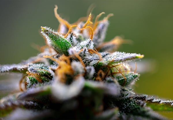 micro shot of a thca flower