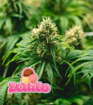 Zelato Cannabis