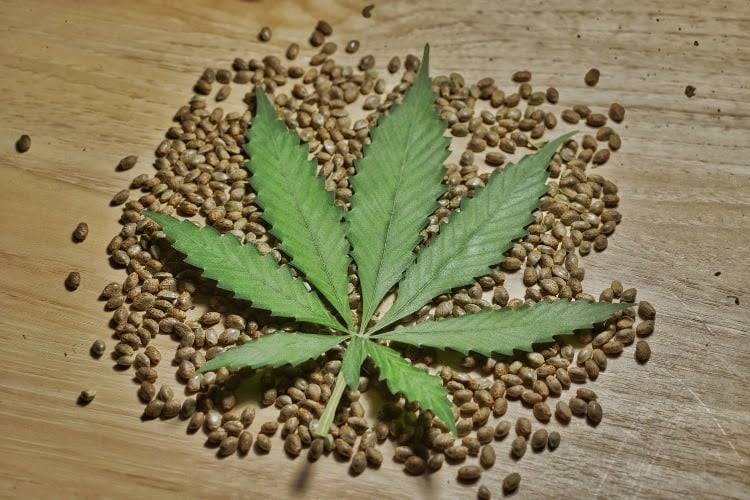 Cannabis leaf surrounded by cannabis seeds on a wooden surface.