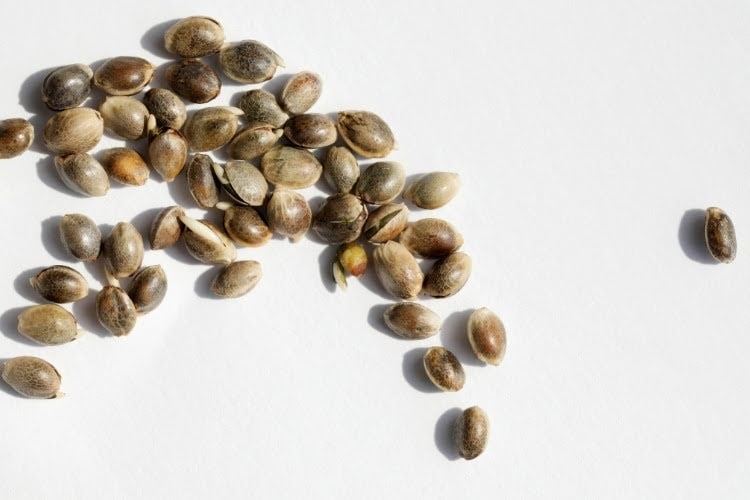 Cannabis seeds scattered on a white background.