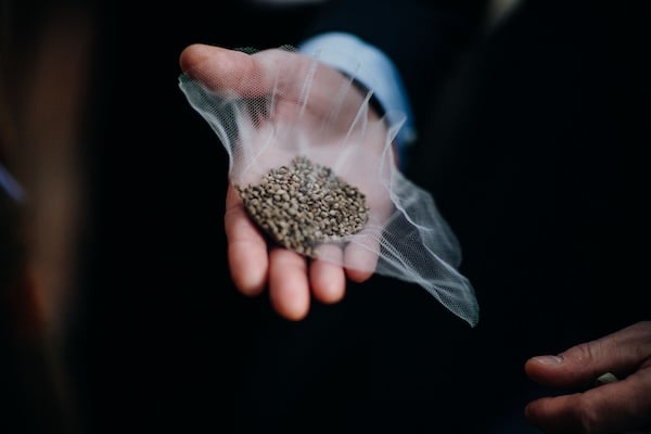 A hand holding a plastic bag containing cannabis seeds.