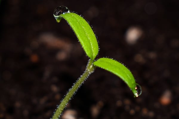 A bright green cannabis seedling growing in dark soil