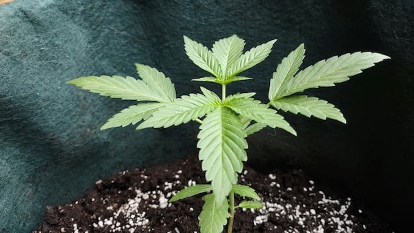 A cannabis seedling being transplanted