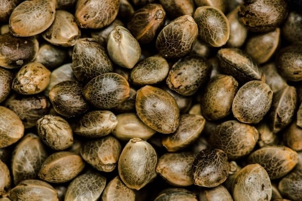 a close-up shot of many cannabis seeds