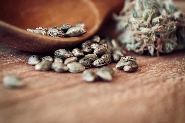 cannabis seeds on a wooden surface