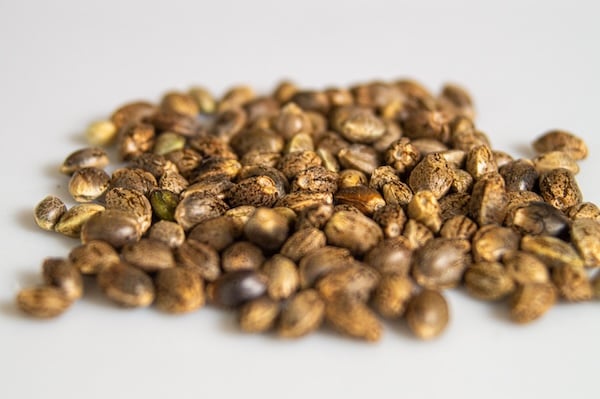 Shiny, healthy cannabis seeds on a white surface