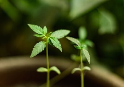Two small, green cannabis seedling growing in soil