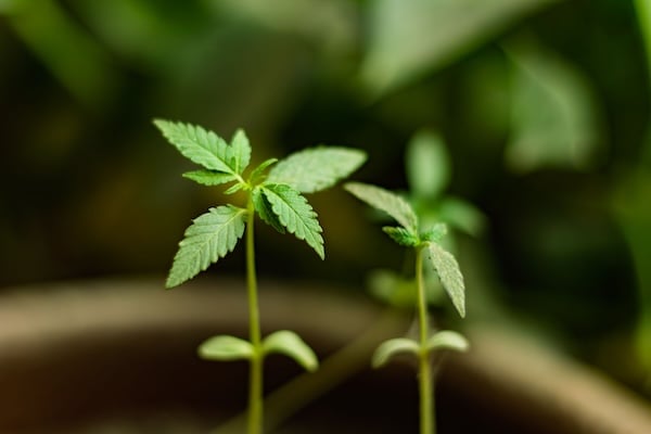 Two small, green cannabis seedling growing in soil