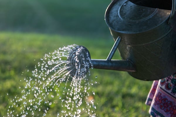 A metal watering can tipped to dispense water